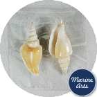 Craft Pack - Stalagmite Conch Shells
